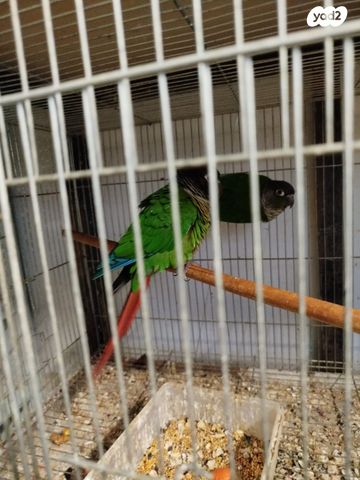 תמונת מודעה - חיות מחמד