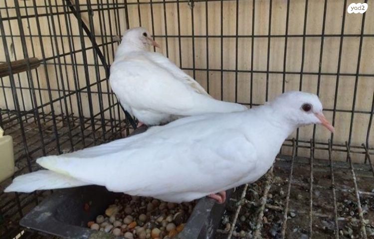 תמונת מודעה - חיות מחמד