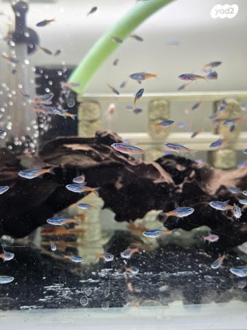 תמונת מודעה - חיות מחמד