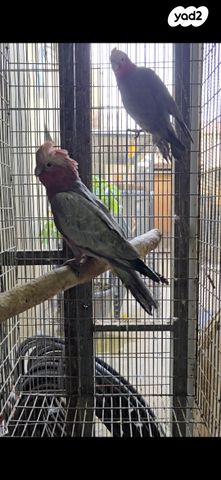 תמונת מודעה - חיות מחמד