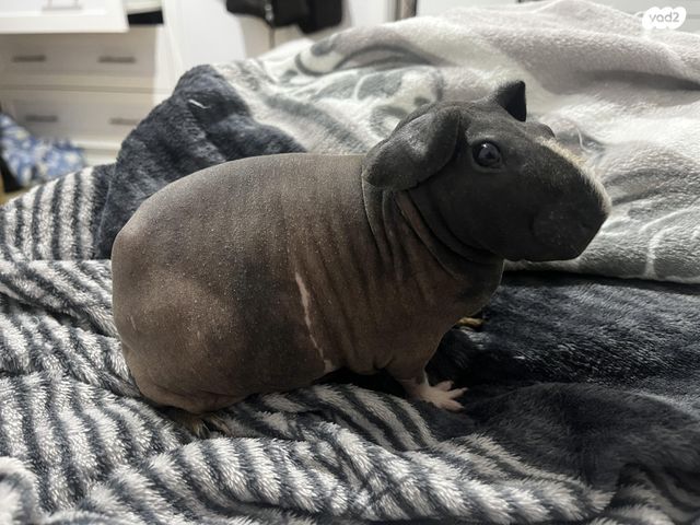 תמונת מודעה - חיות מחמד