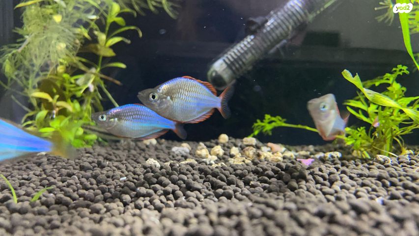 תמונת מודעה - חיות מחמד