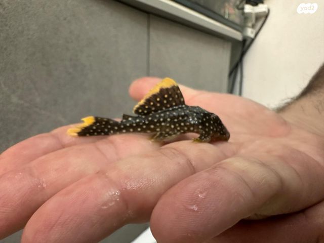 תמונת מודעה - חיות מחמד