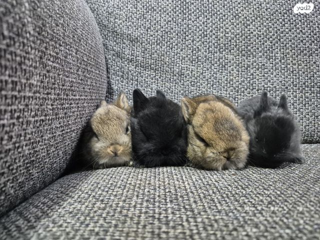 תמונת מודעה - חיות מחמד