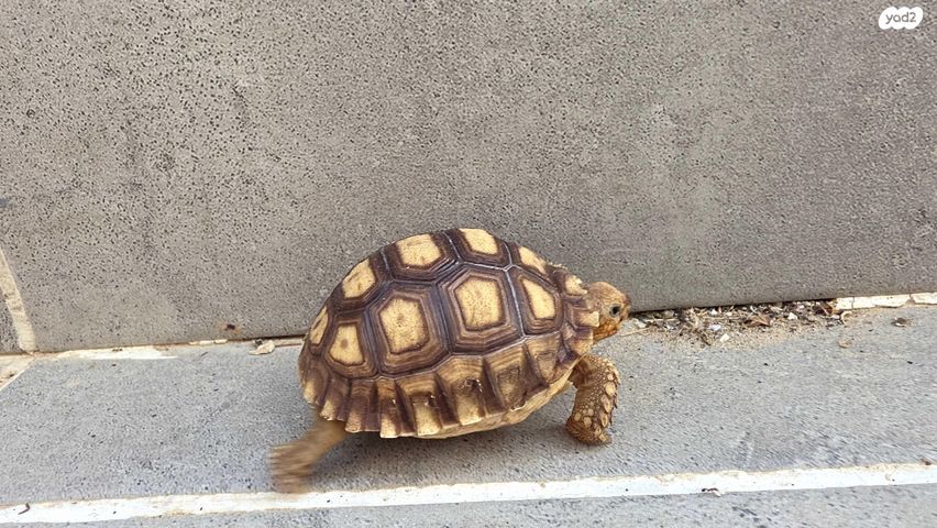 תמונת מודעה - חיות מחמד