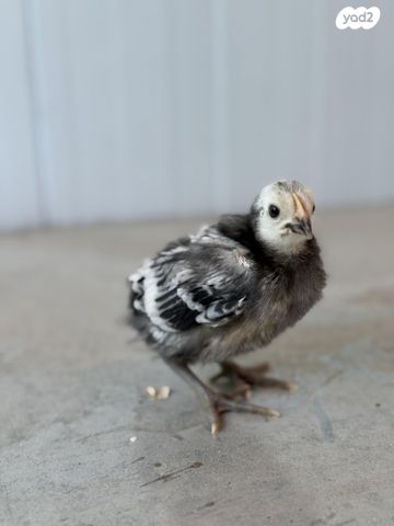 תמונת מודעה - חיות מחמד