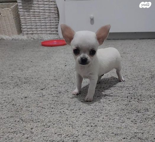 תמונת מודעה - חיות מחמד