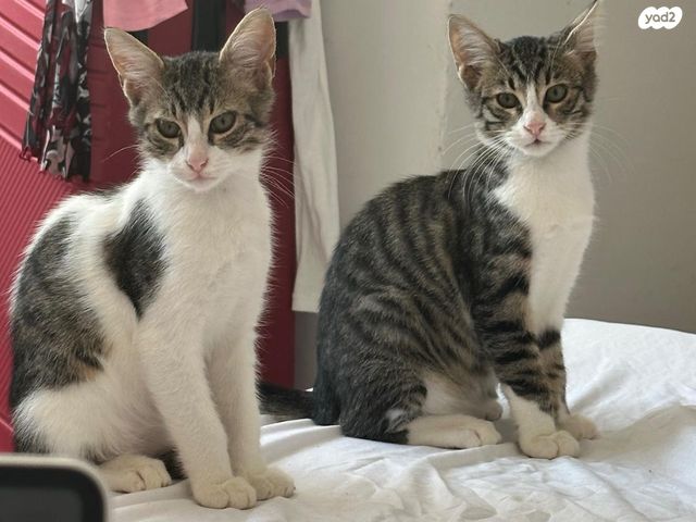 תמונת מודעה - חיות מחמד