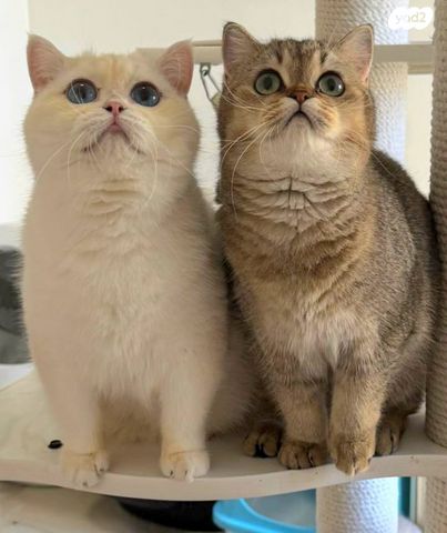 תמונת מודעה - חיות מחמד