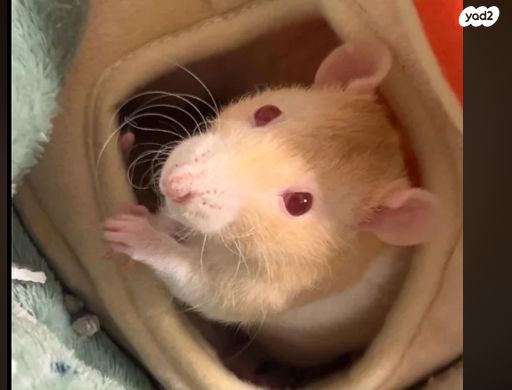 תמונת מודעה - חיות מחמד