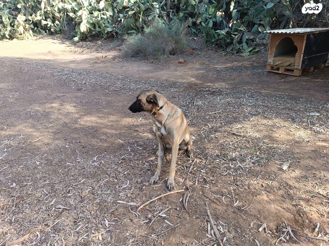 כלב רועה בלגי