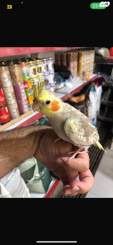 תוכי קוקוטייל