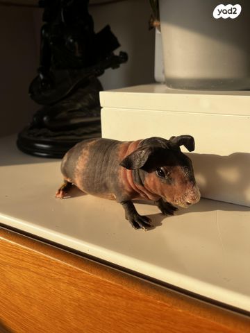 תמונת מודעה - חיות מחמד