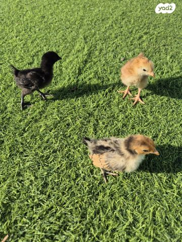 חיית משק מאראנס