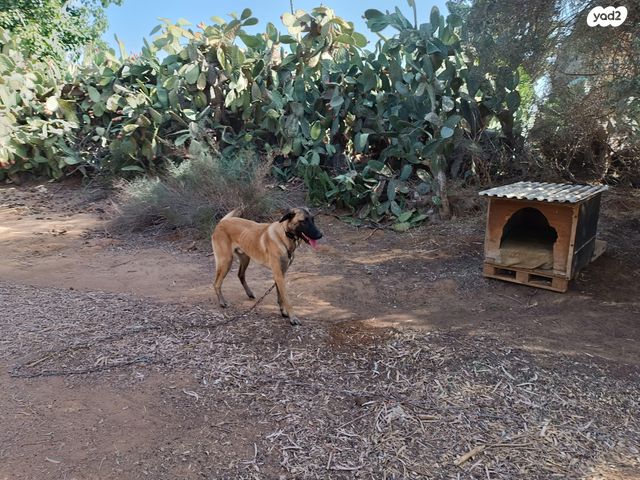 כלב רועה בלגי