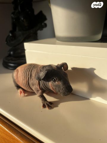 תמונת מודעה - חיות מחמד