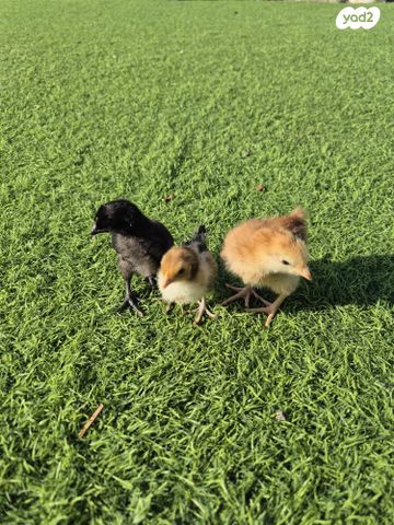 חיית משק מאראנס