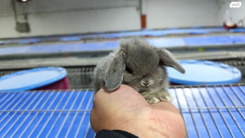 מכרסם ארנב ננסי