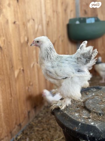 חיית משק ברהמה