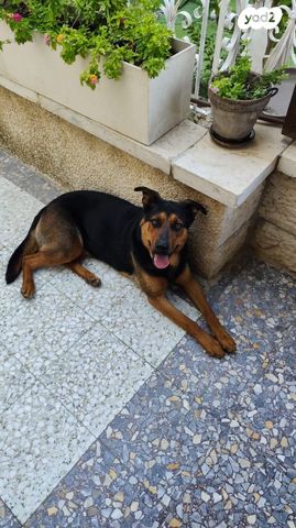 כלב רועה גרמני