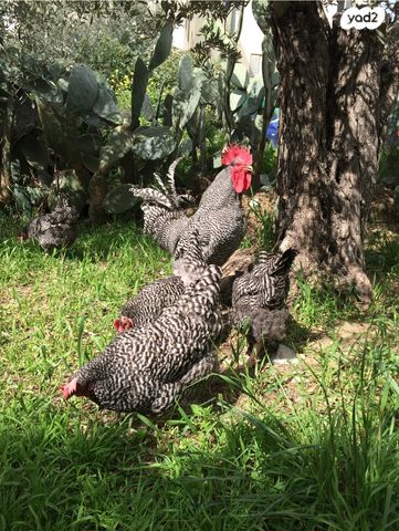 חיית משק פלימות רוק