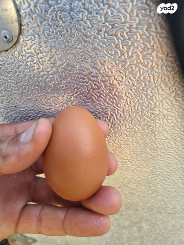 חיית משק מאראנס