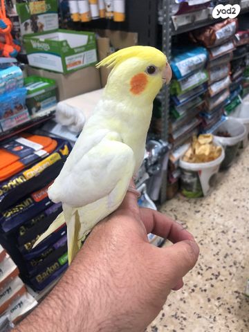 תוכי קוקוטייל