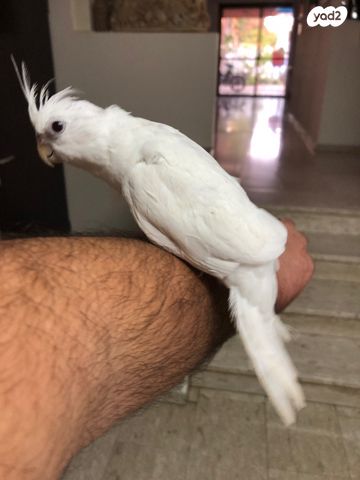 תוכי קוקוטייל