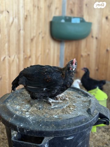 חיית משק ברהמה