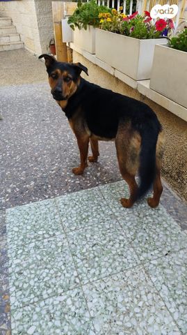 כלב רועה גרמני