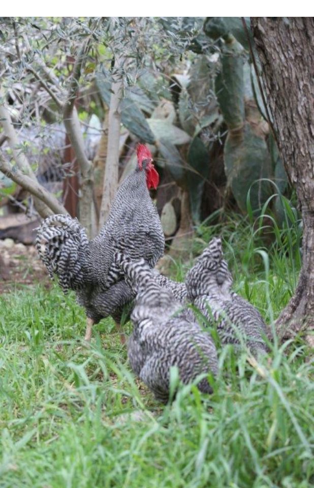 חיית משק פלימות רוק