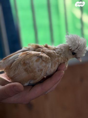 חיית משק סאסקס