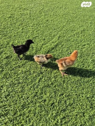 חיית משק מאראנס