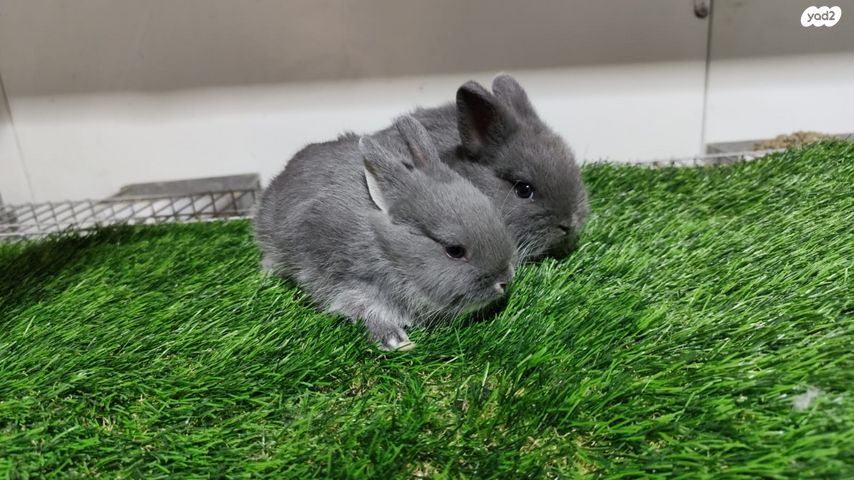 מכרסם ארנב ננסי