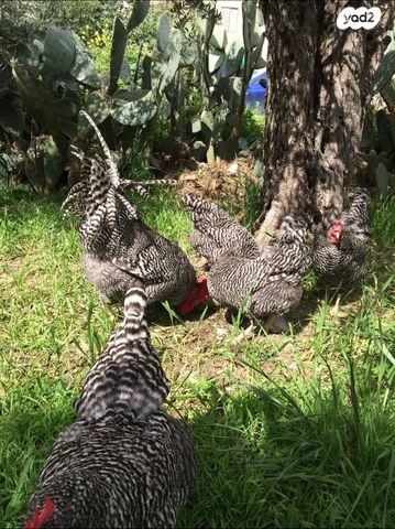 חיית משק פלימות רוק