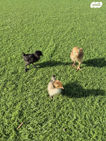 חיית משק מאראנס