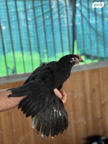 חיית משק ברהמה