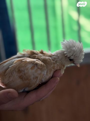 חיית משק סאסקס