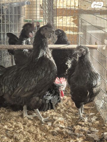 חיית משק מאראנס