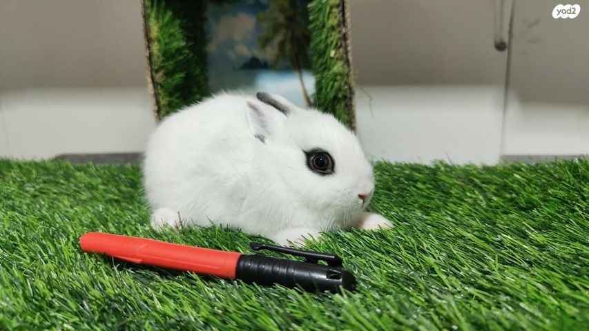 מכרסם ארנב ננסי