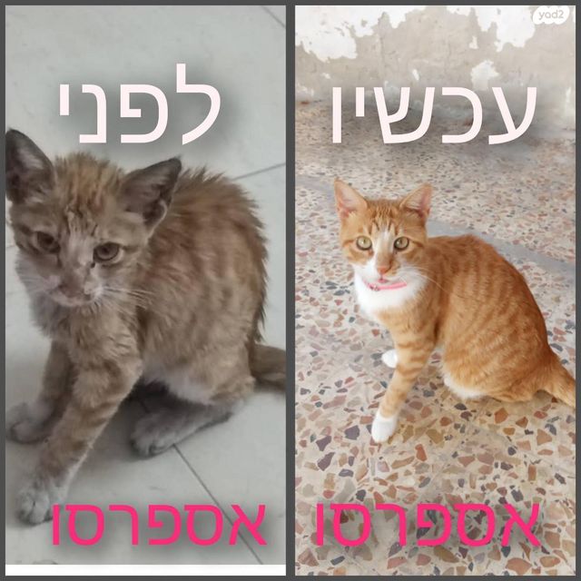 חתול מעורב