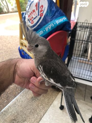 תוכי קוקוטייל