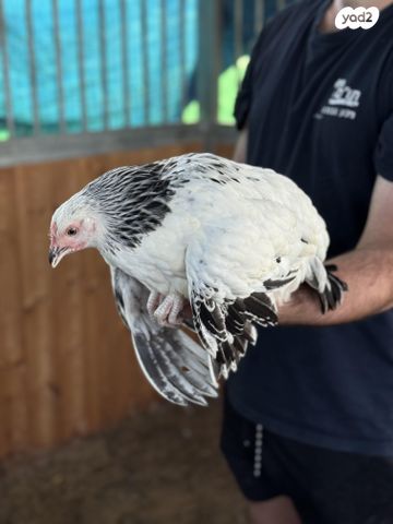 חיית משק ברהמה