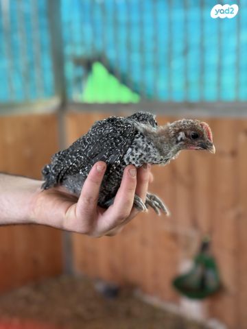 חיית משק סאסקס