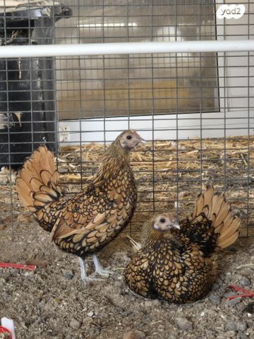 חיית משק מאראנס