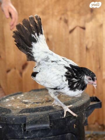 חיית משק ברהמה