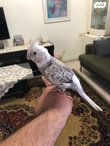 תוכי קוקוטייל