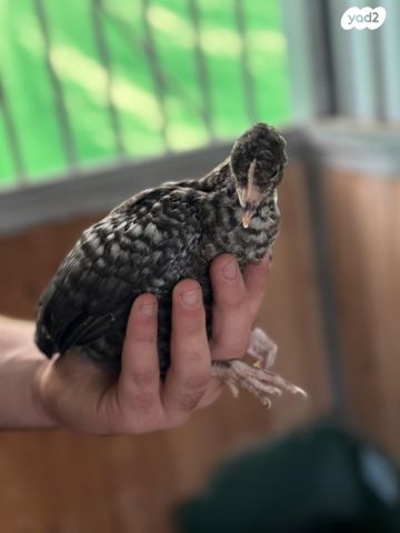 חיית משק סאסקס