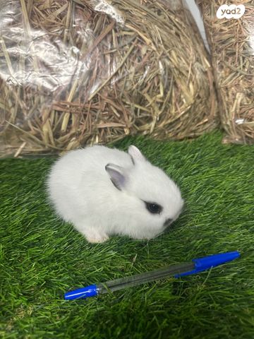 מכרסם ארנב ננסי