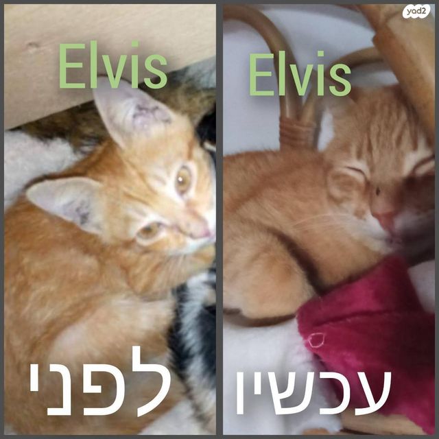 חתול מעורב